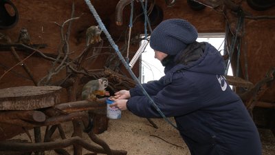 Частину тварин в Рівненському зоопарку переселили, аби вони не мерзли Частину тварин в Рівненському зоопарку переселили, аби вони не мерзли