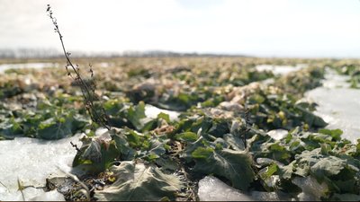 Поля і морози Поля і морози