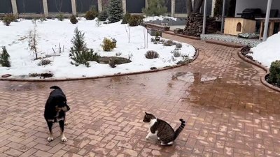 Евакуювали спочатку з-під обстрілів, а потім з затопленого притулку: як собака Оскар знайшов родину і новий дім Евакуювали спочатку з-під обстрілів, а потім з затопленого притулку: як собака Оскар знайшов родину і новий дім