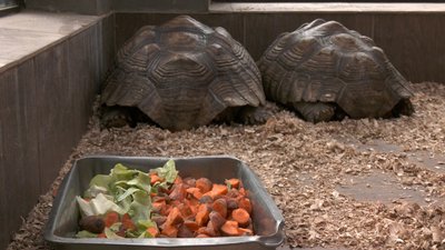 У Вінницю евакуювали дві черепахи зі Сходу У Вінницю евакуювали дві черепахи зі Сходу