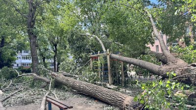 У кропивницькому дворі після грози 27 травня залишаються повалені дерева: хто їх має прибрати У кропивницькому дворі після грози 27 травня залишаються повалені дерева: хто їх має прибрати