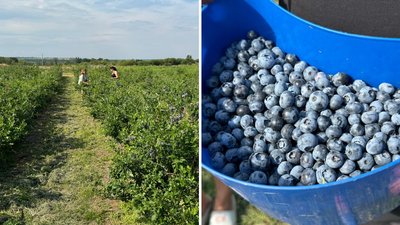 Примхлива ягода: на Кіровоградщині почали збирати лохину Примхлива ягода: на Кіровоградщині почали збирати лохину