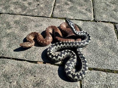 Чотири види змій: які плазуни водяться на Львівщині та як розпізнати гадюку Чотири види змій: які плазуни водяться на Львівщині та як розпізнати гадюку