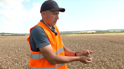 жінки на жнивах жінки на жнивах