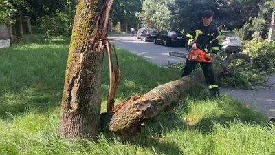 У Вінниці на юнака впало дерево: що відомо