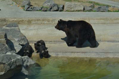 У вінницькому Подільському зоопарку бурі ведмежата вперше вийшли на прогулянку У вінницькому Подільському зоопарку бурі ведмежата вперше вийшли на прогулянку