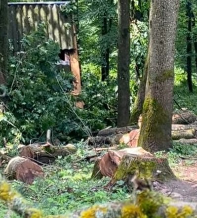 300-річний ясен зламано: Малієвецький парк на Хмельниччині потребує допомоги після буревію 300-річний ясен зламано: Малієвецький парк на Хмельниччині потребує допомоги після буревію