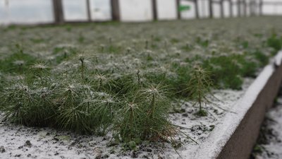 Скільки коштує новорічна ялинка: на Чернігівщині продавати дерева почали раніше ніж торік