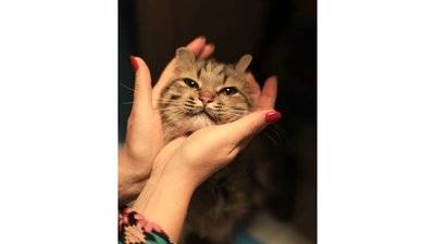 Контактні та ручні: трьом евакуйованим до Черкас котам шукають родини Контактні та ручні: трьом евакуйованим до Черкас котам шукають родини