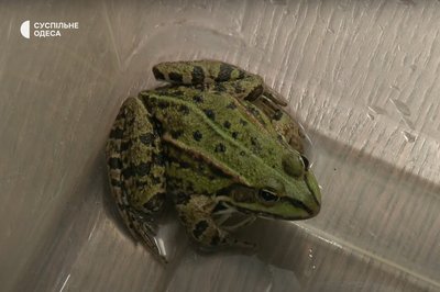 Жаба, врятована після підриву ГЕС Жаба, врятована після підриву ГЕС