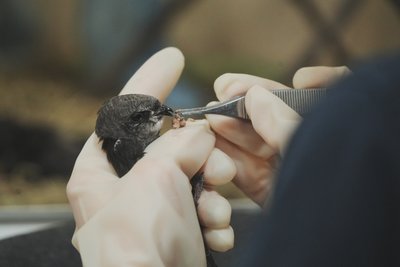 годування пташеня серпокрильця годування пташеня серпокрильця