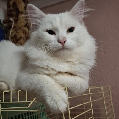 "Не хочу, щоб діти бачили покинутих тварин": як жінка на Одещині організувала безкоштовну стерилізацію тварин "Не хочу, щоб діти бачили покинутих тварин": як жінка на Одещині організувала безкоштовну стерилізацію тварин