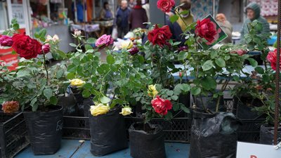 Вирощують понад 1 300 сортів троянд та продають на ринку: як подружжя з Чернігівщини продовжує справу бабусі