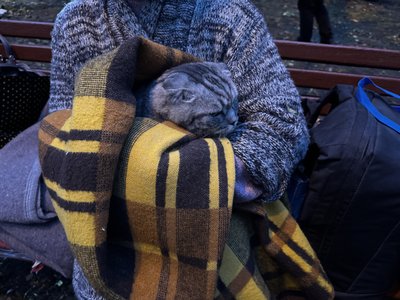 Кіт після прильоту Кіт після прильоту