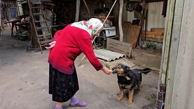 На самому кордоні з Росією собака на прізвисько Дружок близько року жив без господарів у безлюдному селі на Чернігівщині На самому кордоні з Росією собака на прізвисько Дружок близько року жив без господарів у безлюдному селі на Чернігівщині