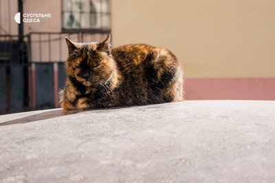 В Одесі та області збережеться тепла погода