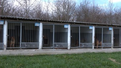 "Він привів до ймовірного злочинця": як працівники кінологічного центру поліції в Рівному тренують собак "Він привів до ймовірного злочинця": як працівники кінологічного центру поліції в Рівному тренують собак