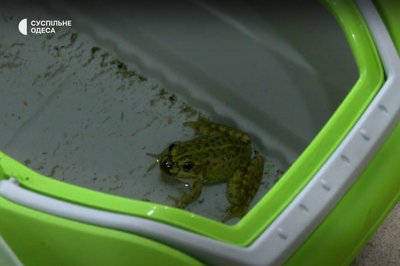 Тритони, саламандри та олениця: як в Одеському зоопарку виходжують тварин після підриву Каховської ГЕС Тритони, саламандри та олениця: як в Одеському зоопарку виходжують тварин після підриву Каховської ГЕС