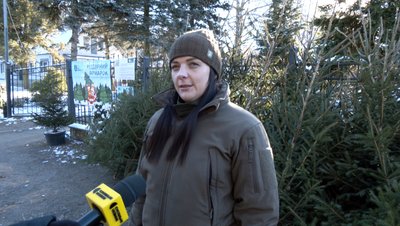 Частіше купують у горщиках: які новорічні дерева обирають волиняни Частіше купують у горщиках: які новорічні дерева обирають волиняни