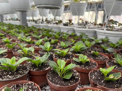 У Києві планують висадити 4 мільйони квітів У Києві планують висадити 4 мільйони квітів