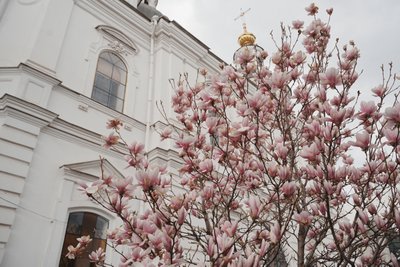 Магнолія біля Успенського собору у Харкові, квітень 2025 року Магнолія біля Успенського собору у Харкові, квітень 2025 року