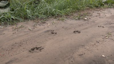 Вакцинація, лис, сказ Вакцинація, лис, сказ