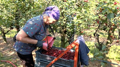 Менше врожаю через заморозки та брак людей: як почали збір вишні на Вінниччині у 2026 році Менше врожаю через заморозки та брак людей: як почали збір вишні на Вінниччині у 2026 році