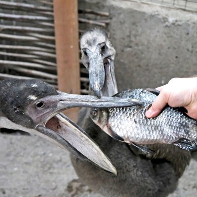 У Києві У Києві