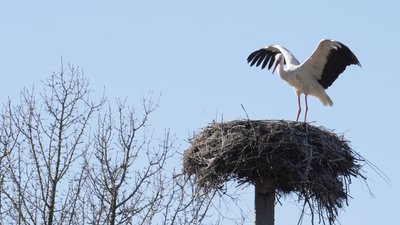 "Лелека виживе, Україна вистоїть": як птаху на ім'я Буся допомагали пережити зиму жительки селища на Рівненщині "Лелека виживе, Україна вистоїть": як птаху на ім'я Буся допомагали пережити зиму жительки селища на Рівненщині