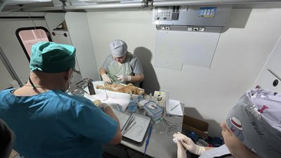Ветеринари оперують тварин Ветеринари оперують тварин