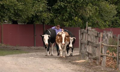 Від підсобного господарства — до готової продукції: досвід черкаських підприємців Від підсобного господарства — до готової продукції: досвід черкаських підприємців