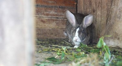 Історія подружжя Мійняйло з Дніпропетровщини, які проживають у майже спорожнілому селі Історія подружжя Мійняйло з Дніпропетровщини, які проживають у майже спорожнілому селі