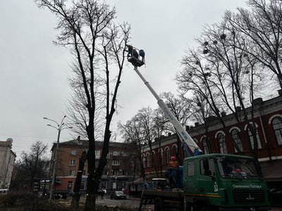 "Рано чи пізно воно впаде": у центрі Полтави спиляли аварійні дерева "Рано чи пізно воно впаде": у центрі Полтави спиляли аварійні дерева