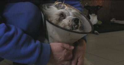 "Тваринам не можна сказати, що сьогодні вихідний". Як на Дніпропетровщині працює притулок для покинутих тварин "Тваринам не можна сказати, що сьогодні вихідний". Як на Дніпропетровщині працює притулок для покинутих тварин