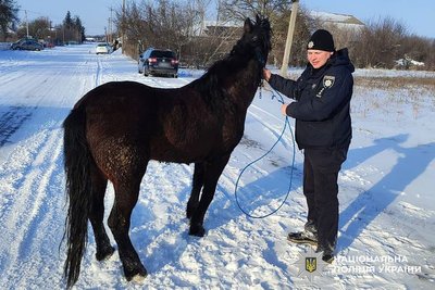 Був на морозі серед поля: коня Малюка з Черкащини, якого шукали кілька днів, знайшли на Полтавщині Був на морозі серед поля: коня Малюка з Черкащини, якого шукали кілька днів, знайшли на Полтавщині