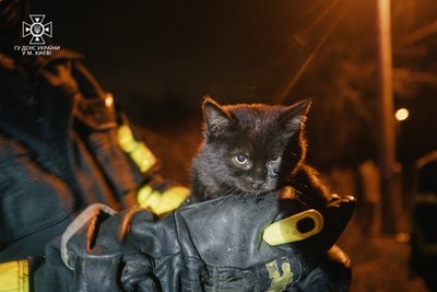 Ледь не загинули у полум'ї: столичні рятувальники винесли з вогню цуцика і кошеня Ледь не загинули у полум'ї: столичні рятувальники винесли з вогню цуцика і кошеня