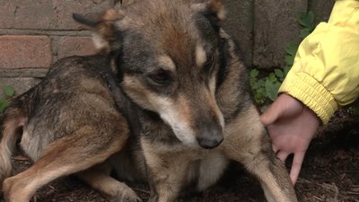 Вивезли 12 тварин з Грем`яча на Чернігівщині: родина врятувала котів та собак Вивезли 12 тварин з Грем`яча на Чернігівщині: родина врятувала котів та собак