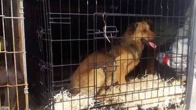 Евакуйовані тварини з Херсонщини Евакуйовані тварини з Херсонщини