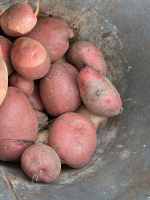 "Цього року буде кращий": що жителі Полтавщини кажуть про урожай картоплі "Цього року буде кращий": що жителі Полтавщини кажуть про урожай картоплі