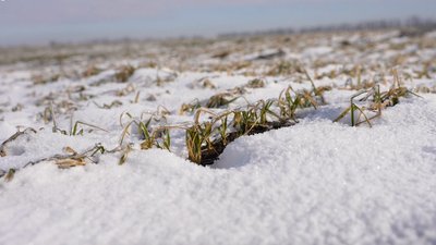 Озимі під льодом: як зберегти врожай під час промерзання ґрунту на Кіровоградщині Озимі під льодом: як зберегти врожай під час промерзання ґрунту на Кіровоградщині