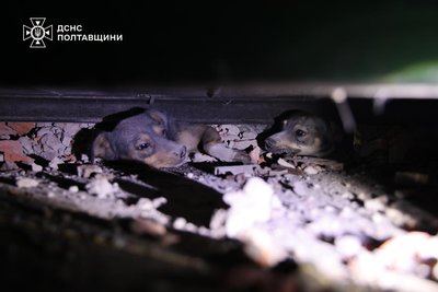 На Полтавщині серед завалів врятували песиків: що відомо