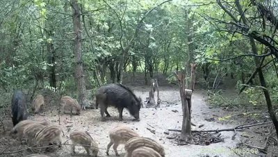Фотопастки здійснюють відеоспостереження, Хмельниччина