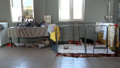 Черкаські волонтери заявили, що собак з притулку випустили в місто: що кажуть комунальники Черкаські волонтери заявили, що собак з притулку випустили в місто: що кажуть комунальники