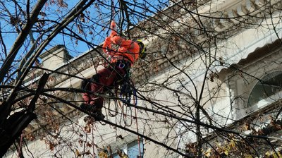 Майстер-клас з обрізки дерев організували у центрі Миколаєва Майстер-клас з обрізки дерев організували у центрі Миколаєва