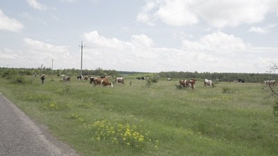 Депутати пасуть корів: як на Вінниччині зберігають давню традицію череди Депутати пасуть корів: як на Вінниччині зберігають давню традицію череди