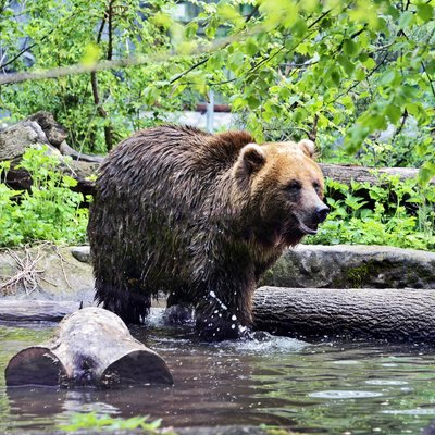 Київський зоопарк підготував тварин до літа: вода, тінь і охолодження