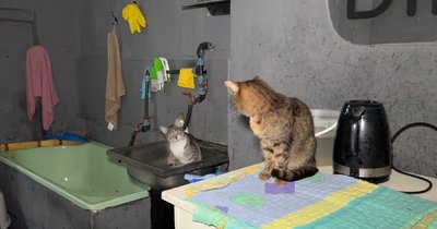 Світлини котів з прикордоння: як готують четвертий благодійний "Пухнастий календар" від притулку DimPets Світлини котів з прикордоння: як готують четвертий благодійний "Пухнастий календар" від притулку DimPets