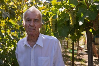 Має понад 80 сортів. 79-річний житель Дніпра 25 років вирощує виноград на власній ділянці Має понад 80 сортів. 79-річний житель Дніпра 25 років вирощує виноград на власній ділянці