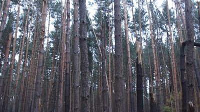 Лісівники Сумщини розповіли про щоденні пожежі та як до них причетні військові РФ Лісівники Сумщини розповіли про щоденні пожежі та як до них причетні військові РФ