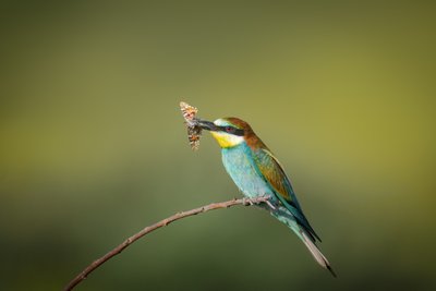 "Кожен кадр з птахами — для мене особливий". Інтерв'ю з BirdWatcher Марією Зараі "Кожен кадр з птахами — для мене особливий". Інтерв'ю з BirdWatcher Марією Зараі